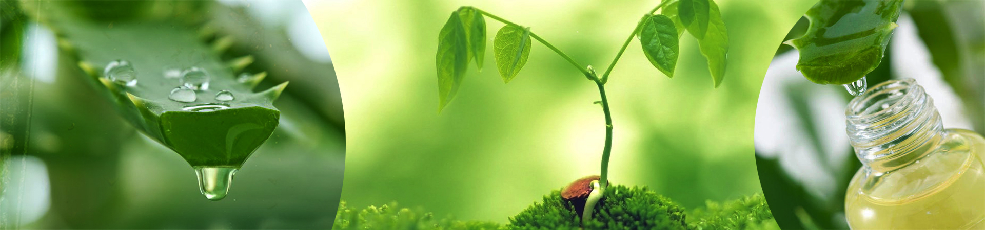bg-banner